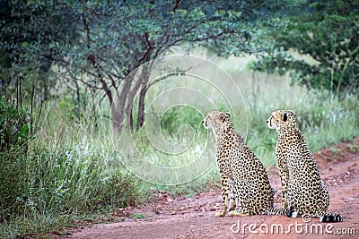 Two male cheetahs Stock Photo