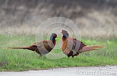 Common pheasants Phasianus colchicus on the road Stock Photo