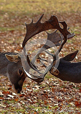 Two male deers fighting with their antlers Stock Photo
