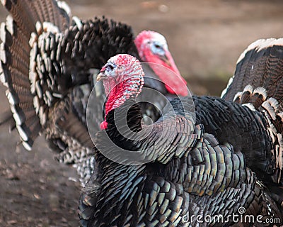 Male domestic turkey with second in the background Meleagris gallopavo Stock Photo