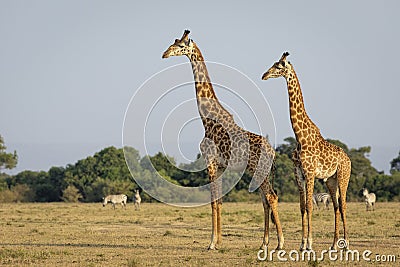 Two male giraffe standing in sunset amongst grazing zebra in Masai Mara in Kenya Stock Photo