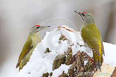 Two male grey woodpeckers Stock Photo