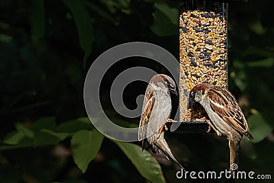 Two male house sparrows passer domesticus feeding Stock Photo