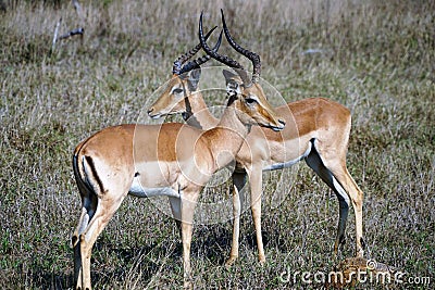 Two male impalas with ringed horns Stock Photo