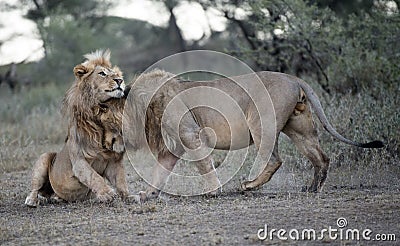 ,two male lions greeting. Stock Photo