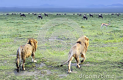 Two male lions walking off into the Serengeti in Tanzania, Africa Stock Photo