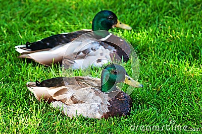 Two male mallard ducks resting side by side on green grass Stock Photo