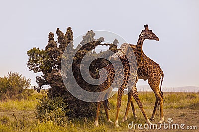 Two male masai giraffes fighting Stock Photo