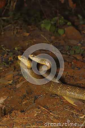 Two male rat snakes, Ptyas mucosa in a combat Stock Photo