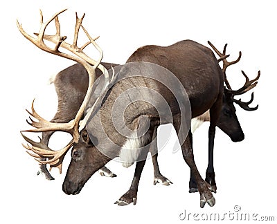 Two male reindeer Stock Photo