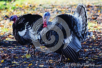 Turkeys on the farm Stock Photo