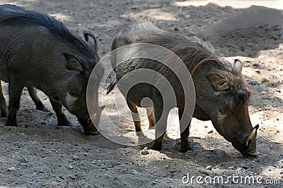 Wild boars looking for food in the ground Stock Photo