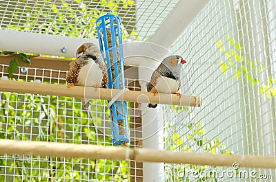 Two Male Zebra Finches in the Cage Stock Photo