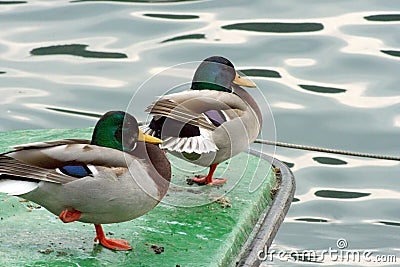 Two mallard duck Stock Photo