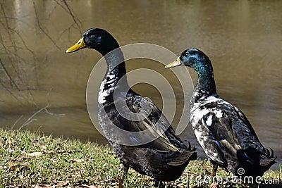 Two Mallard Duck relaxing and enjoying on a sunny day Stock Photo