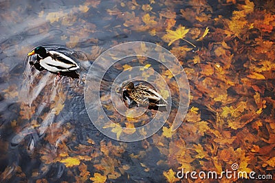 Two mallard duck on a water in dark pond with floating autumn or fall leaves. Stock Photo