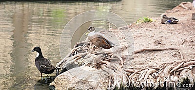 two ducks swim on some rocks in the water in the sun Stock Photo