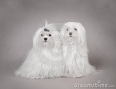 Two Maltese dog Stock Photo