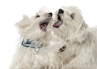 Two Maltese dogs, 2 years old, play fighting Stock Photo