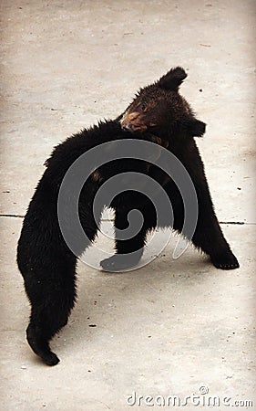 Two Manchu brown bears or Hairy ear bears fighting Stock Photo