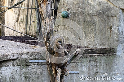 Two Mandrill Apes At The Artis Zoo At Amsterdam The Netherlands 7-9-2022 Editorial Stock Photo