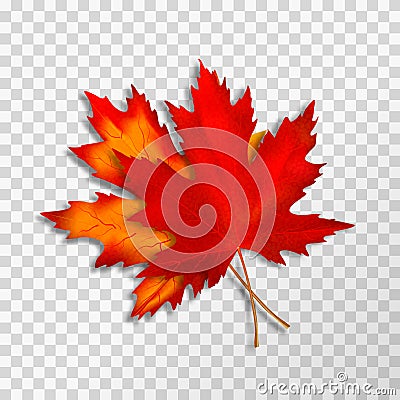 Two Maple leaves isolated on transparent background. Bright red autumn realistic leaves. Vector illustration eps 10 Cartoon Illustration