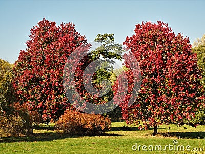 Two maple trees with beautiful red foliage in autumn Stock Photo