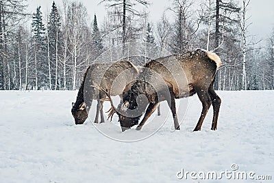 Two maral deers graze in a clearing in the winter in the forest Stock Photo