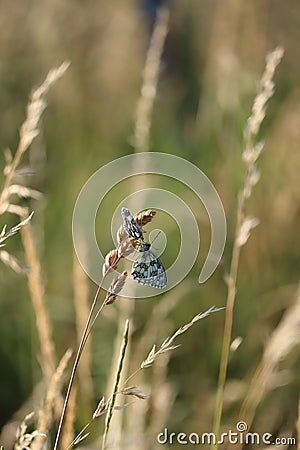 Overture Stock Photo