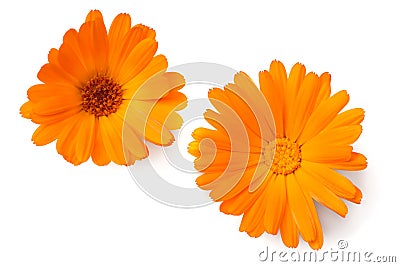 two marigold flower heads isolated on white background. calendula flower. top view Stock Photo