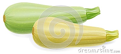 Two marrow zucchini Vector Illustration