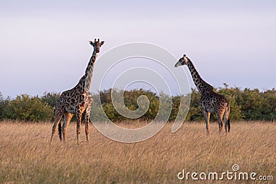 Two Masai giraffes standing in long grass Stock Photo