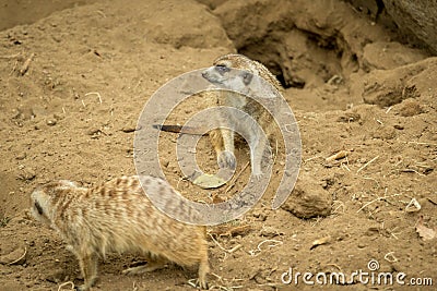 Two meerkats looking around in desert Stock Photo