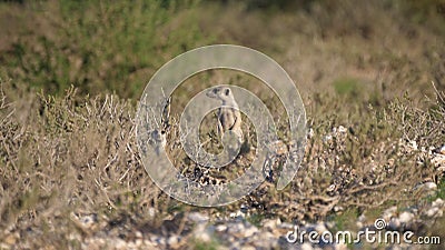 Two Meerkats looking around Stock Photo