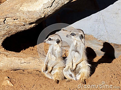 Two meerkats looking in same direction Stock Photo