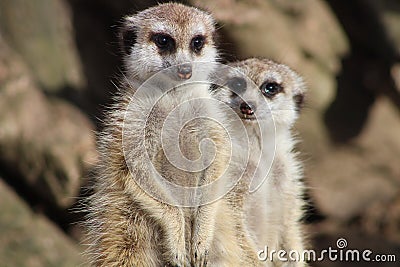 Two meerkats Stock Photo