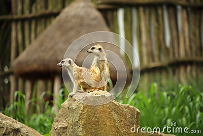 Two meerkats - suricates (Suricata suricatta) on a rock Stock Photo