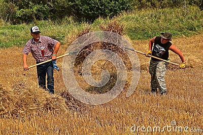 Two men carrying bundles of wheat with pitch forks Editorial Stock Photo