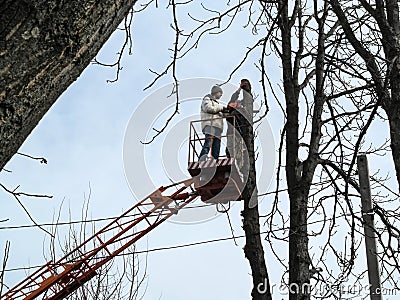 Two men sawing a tall tree with a chainsaw, standing on an aerial platform. Bare tree branches on a blue sky background, Stock Photo