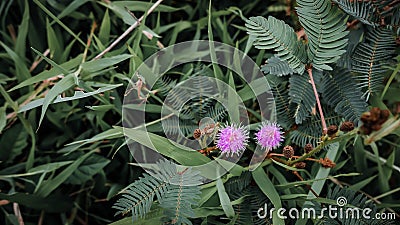 two Mimosa pudica flowers look cute in the green crowd Stock Photo