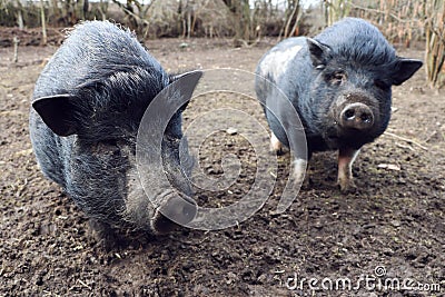 Two mini pig in mud Stock Photo