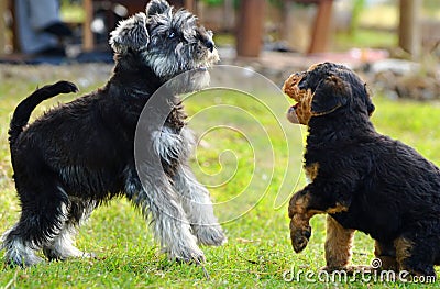 Two miniature Schnauzer & Airedale Terrier puppies Stock Photo