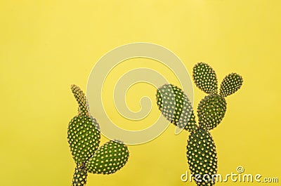 Two minimalist prickly pear with yellow background and shadow Stock Photo