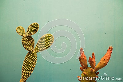 Two minimalist prickly pears with blue background Stock Photo