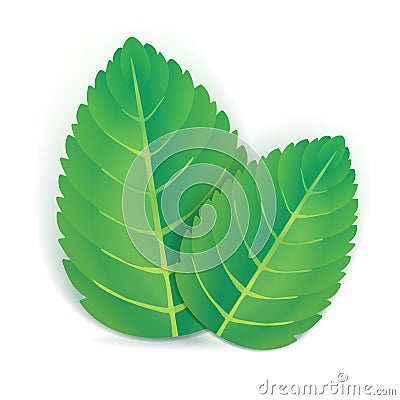 Two mint leaves Vector Illustration