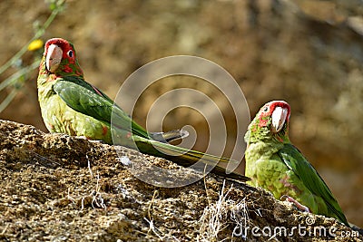 Mitred Parakeet on a rock Stock Photo