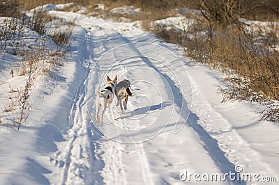 Two mixed breed dogs chasing each other on a country road Stock Photo