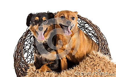 Two mixed breed rescue dogs posing Stock Photo