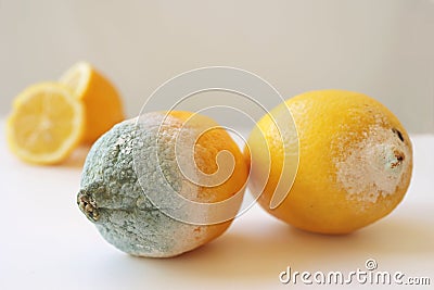 Two moldy lemons in varying degrees of spoilage. Lemon with mold and fresh lemon on a white background. Moldy lemon Stock Photo