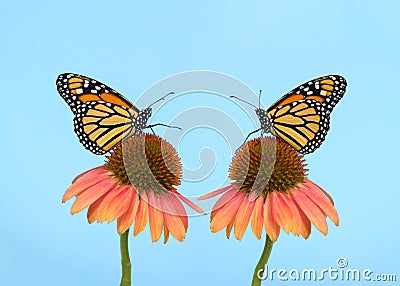Two monarch butterflies facing each other on cone flowers Stock Photo